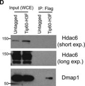 Anti-HDAC6 Antibody, CT Upstate®, from rabbit