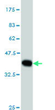 Monoclonal Anti-MYBPC1 antibody produced in mouse clone 3G4, purified immunoglobulin, buffered aqueous solution