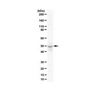 Anti-Beclin-2 from rabbit