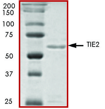 TIE2 (771-end), active, GST tagged human PRECISIO&#174; Kinase, recombinant, expressed in baculovirus infected Sf9 cells, &#8805;70% (SDS-PAGE), buffered aqueous glycerol solution