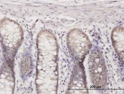 Monoclonal Anti-CRSP8 antibody produced in mouse clone 8B8, purified immunoglobulin, buffered aqueous solution