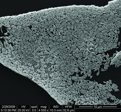 Gold microrods dispersion (H2O)