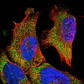Anti-VPS37A antibody produced in rabbit Prestige Antibodies® Powered by Atlas Antibodies, affinity isolated antibody, buffered aqueous glycerol solution, ab2