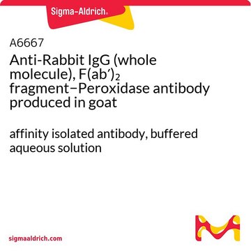 Anti-Rabbit IgG (whole molecule), F(ab&#8242;)2 fragment&#8722;Peroxidase antibody produced in goat affinity isolated antibody, buffered aqueous solution