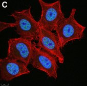 Anti-phospho-Chk1(Ser345) Antibody, clone 3D14 ZooMAb® Rabbit Monoclonal recombinant, expressed in HEK 293 cells
