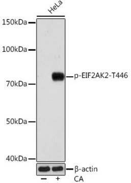 Anti-Phospho-PKR/EIF2AK2-T446 antibody produced in rabbit