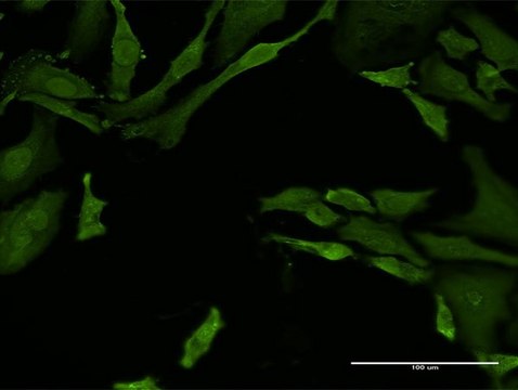 Monoclonal Anti-TNFRSF21 antibody produced in mouse clone 1B1, purified immunoglobulin, buffered aqueous solution