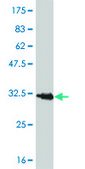Monoclonal Anti-ATP5E antibody produced in mouse clone 2F3, purified immunoglobulin, buffered aqueous solution