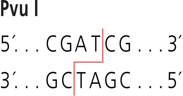 Pvu I from Proteus vulgaris Restriction Enzyme