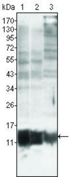 Monoclonal Anti-S100A10 antibody produced in mouse clone 4E7E10, ascites fluid