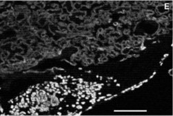 Monoclonal Anti-Cytokeratin Peptide 7 antibody produced in mouse clone LDS-68, ascites fluid