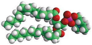 16:0-14:0 PC 1-palmitoyl-2-myristoyl-sn-glycero-3-phosphocholine, chloroform