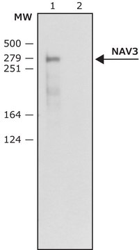 Anti-NAV3 (N-terminal) 兔抗 ~1&#160;mg/mL, affinity isolated antibody, buffered aqueous solution