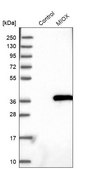 Anti-MIOX antibody produced in rabbit Prestige Antibodies® Powered by Atlas Antibodies, affinity isolated antibody, buffered aqueous glycerol solution
