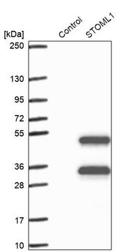 Anti-STOML1 antibody produced in rabbit Prestige Antibodies&#174; Powered by Atlas Antibodies, affinity isolated antibody, buffered aqueous glycerol solution