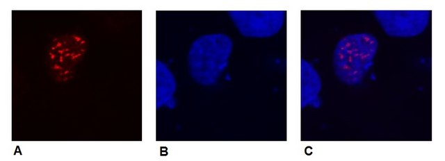 Monoclonal Anti-DDDDK tag antibody produced in mouse clone F-tag-01