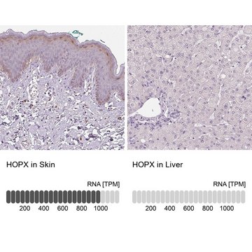 抗-HOPX 兔抗 Prestige Antibodies&#174; Powered by Atlas Antibodies, affinity isolated antibody, buffered aqueous glycerol solution