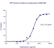 Calprotectin, human recombinant Stabilized heterodimer of fusion tagged S100A9 and S100A8