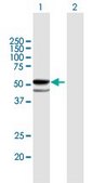 Anti-FUCA1 antibody produced in mouse purified immunoglobulin, buffered aqueous solution