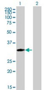 Anti-MRPS18B antibody produced in mouse purified immunoglobulin, buffered aqueous solution