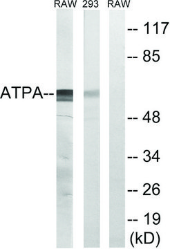 Anti-ATP5A1 antibody produced in rabbit affinity isolated antibody