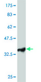 Monoclonal Anti-TAOK3 antibody produced in mouse clone 3B2, purified immunoglobulin, buffered aqueous solution