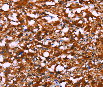 Anti-BRK1 antibody produced in rabbit affinity isolated antibody