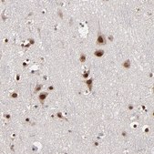 抗-NPAS3 兔抗 Prestige Antibodies® Powered by Atlas Antibodies, affinity isolated antibody, buffered aqueous glycerol solution