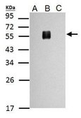 Anti-Envelope protein antibody produced in rabbit affinity isolated antibody, buffered aqueous solution