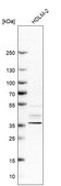 Anti-PCBP3 antibody produced in rabbit affinity isolated antibody, buffered aqueous glycerol solution