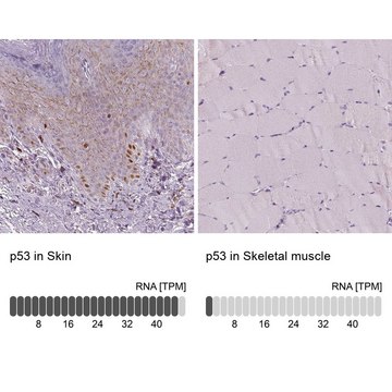 单克隆抗 p53 小鼠抗 Prestige Antibodies&#174; Powered by Atlas Antibodies, clone CL2199, purified immunoglobulin, buffered aqueous glycerol solution