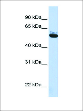 Anti-ARCN1 antibody produced in rabbit affinity isolated antibody