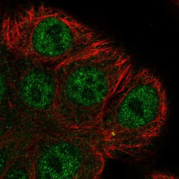 Anti-ARHGEF38 antibody produced in rabbit Prestige Antibodies&#174; Powered by Atlas Antibodies, affinity isolated antibody