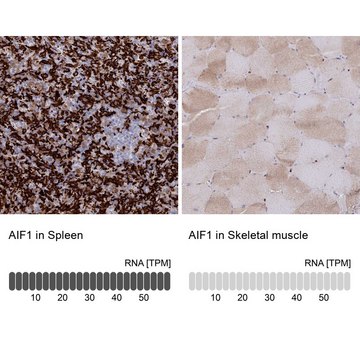 Anti-AIF1 antibody produced in rabbit Prestige Antibodies&#174; Powered by Atlas Antibodies, affinity isolated antibody, buffered aqueous glycerol solution