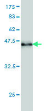 Monoclonal Anti-RAD17 antibody produced in mouse clone 2G12, purified immunoglobulin, buffered aqueous solution