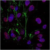 Sheep Anti-Rabbit IgG Antibody, Cy3 conjugate Chemicon®, from sheep