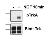 Anti-phospho-TrkA (Tyr794) Antibody from rabbit, purified by affinity chromatography