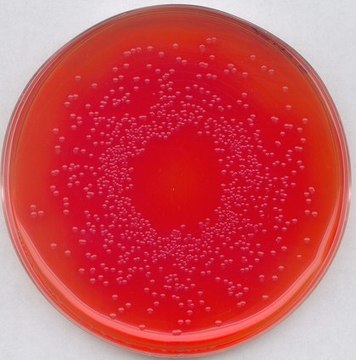 BPLS agar for the isolation of Salmonella