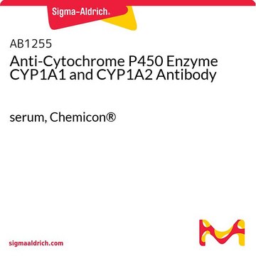 Anti-Cytochrome P450 Enzyme CYP1A1 and CYP1A2 Antibody serum, Chemicon&#174;