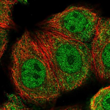 Anti-TXNRD3 antibody produced in rabbit Prestige Antibodies&#174; Powered by Atlas Antibodies, affinity isolated antibody