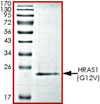 HRAS1 (G12V) Protein recombinant