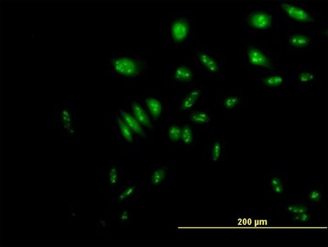 Anti-NVL antibody produced in mouse purified immunoglobulin, buffered aqueous solution