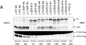 Anti-Presenilin-1 Antibody, NT, clone hPS1-NT culture supernatant, clone hPS1-NT, Chemicon®