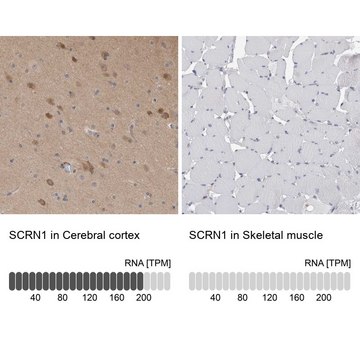 Anti-SCRN1 antibody produced in rabbit affinity isolated antibody, buffered aqueous glycerol solution