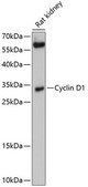 Anti-Cyclin D1 antibody produced in rabbit