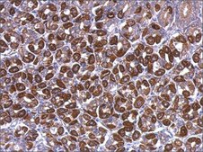 Anti-ATP5A1 (C-terminal) antibody produced in rabbit affinity isolated antibody, buffered aqueous solution