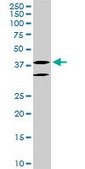 Monoclonal Anti-LHX6 antibody produced in mouse clone 3E8, purified immunoglobulin, buffered aqueous solution