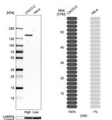 Anti-CGN antibody produced in rabbit Prestige Antibodies® Powered by Atlas Antibodies, affinity isolated antibody, buffered aqueous glycerol solution, ab3