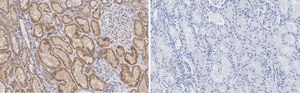 Anti-Claudin 6 Antibody, clone 1B22 ZooMAb® Rabbit Monoclonal recombinant, expressed in HEK 293 cells
