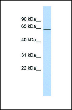 Anti-RNPC3 antibody produced in rabbit affinity isolated antibody